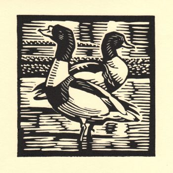 Shelducks by Richard Allen, Linocut print
