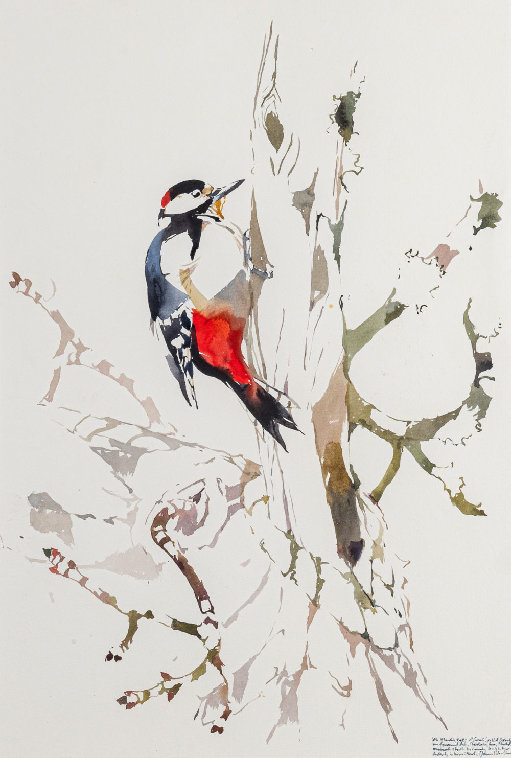 Drumming Male Great-spotted Woodpecker by Darren Woodhead