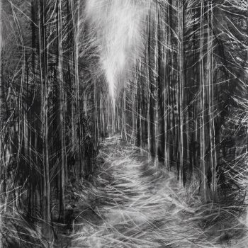 Forest Dreams, charcoal and graphite on paper by Janine Baldwin PS