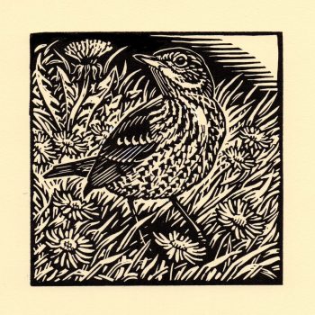Song Thrush, limited edition linocut by Richard Allen SWLA