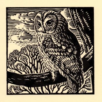 Tawny Owl, limited edition linocut by Richard Allen SWLA