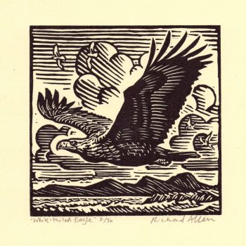 White Tailed Eagle, limited edition linocut by Richard Allen SWLA