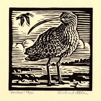 Curlew, limited edition linocut by Richard Allen SWLA