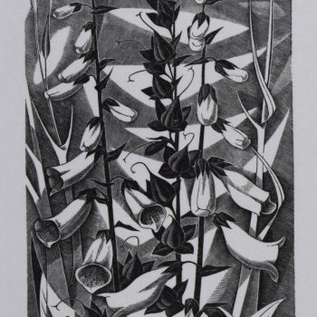 Foxgloves, 1975, wood engraving by Monica Poole (1921-2003)